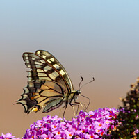 Buy canvas prints of Swallowtail (Papilio machaon) by Dirk Rüter