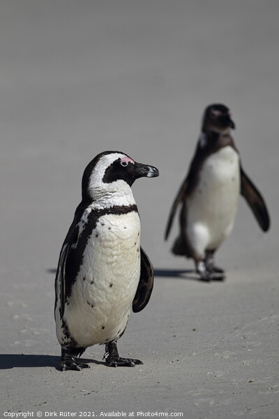 African Penguins (Spheniscus demersus) Picture Board by Dirk Rüter