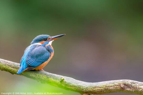Eurasian kingfisher (Alcedo atthis) Picture Board by Dirk Rüter