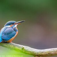 Buy canvas prints of Eurasian kingfisher (Alcedo atthis) by Dirk Rüter