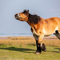 Buy canvas prints of Horse on Juist by Dirk Rüter
