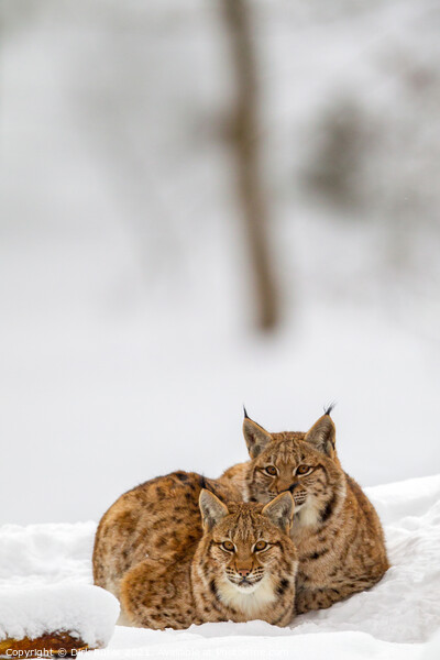 Eurasian lynx (Lynx lynx) Picture Board by Dirk Rüter