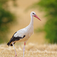 Buy canvas prints of White Stork (Ciconia ciconia) by Dirk Rüter
