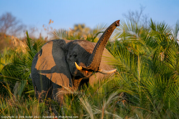 Elephant in the Okavango Delta Picture Board by Dirk Rüter