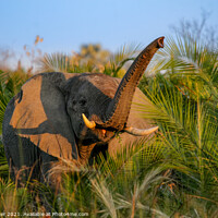 Buy canvas prints of Elephant in the Okavango Delta by Dirk Rüter