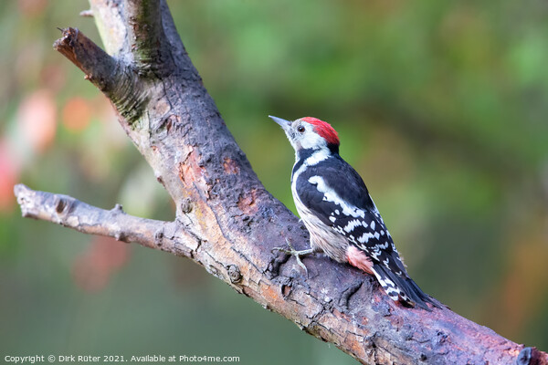 Middle Spotted Woodpecker (Dendrocoptes medius) Picture Board by Dirk Rüter