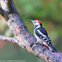 Buy canvas prints of Middle Spotted Woodpecker (Dendrocoptes medius) by Dirk Rüter
