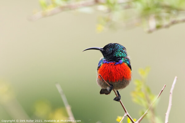 Greater Double-collared Sunbird (Cinnyris afer) Picture Board by Dirk Rüter