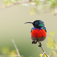Buy canvas prints of Greater Double-collared Sunbird (Cinnyris afer) by Dirk Rüter