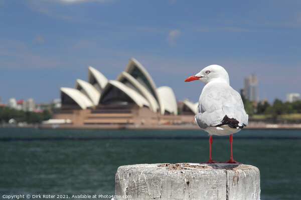 Silver Gull in Sydney Picture Board by Dirk Rüter