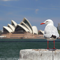 Buy canvas prints of Silver Gull in Sydney by Dirk Rüter