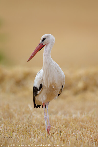 White Stork (Ciconia ciconia) Picture Board by Dirk Rüter