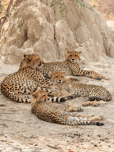 Cheetahs in the Okavango Delta Picture Board by Dirk Rüter