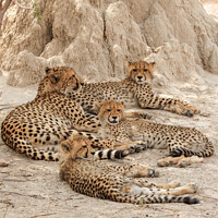 Buy canvas prints of Cheetahs in the Okavango Delta by Dirk Rüter