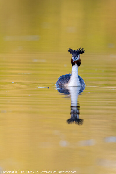 Great crested grebe (Podiceps cristatus) Picture Board by Dirk Rüter