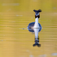Buy canvas prints of Great crested grebe (Podiceps cristatus) by Dirk Rüter