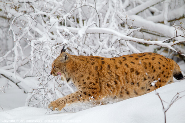 Eurasian lynx (Lynx lynx) Picture Board by Dirk Rüter