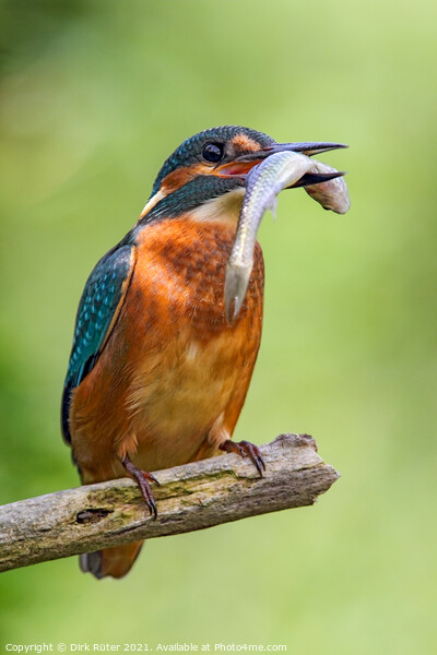 Common Kingfisher (Alcedo atthis) Picture Board by Dirk Rüter