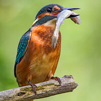 Buy canvas prints of Common Kingfisher (Alcedo atthis) by Dirk Rüter