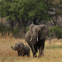 Buy canvas prints of Elephants in the Okavango Delta by Dirk Rüter