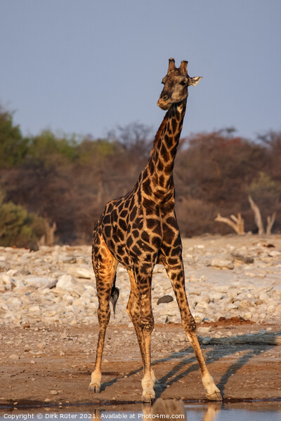A giraffe standing next to a body of water Picture Board by Dirk Rüter