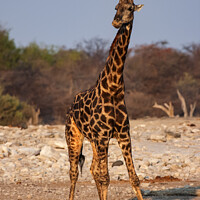 Buy canvas prints of A giraffe standing next to a body of water by Dirk Rüter