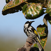 Buy canvas prints of White-cheeked Honeyeater (Phylidonyris niger) by Dirk Rüter
