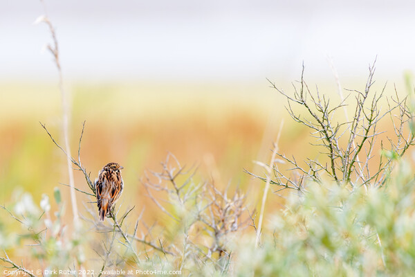 Common reed bunting (Emberiza schoeniclus) Picture Board by Dirk Rüter