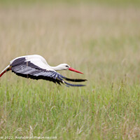 Buy canvas prints of White Stork (Ciconia ciconia) by Dirk Rüter