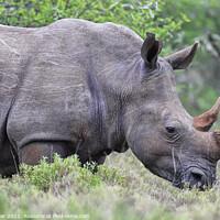 Buy canvas prints of Square-lipped Rhinoceros (Ceratotherium simum) by Dirk Rüter