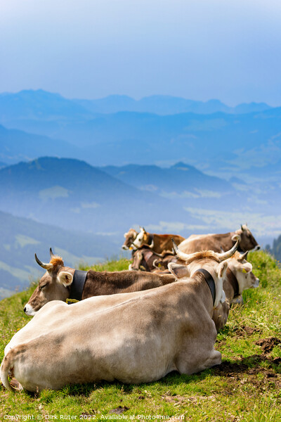 Cows in the Allgäu Picture Board by Dirk Rüter