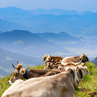Buy canvas prints of Cows in the Allgäu by Dirk Rüter