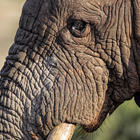 Buy canvas prints of African Elephant (Loxodonta africana) by Dirk Rüter