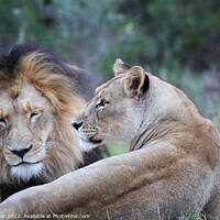 Buy canvas prints of Lion pair by Dirk Rüter