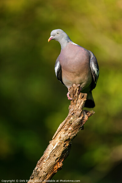 Common wood pigeon (Columba palumbus) Picture Board by Dirk Rüter