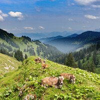 Buy canvas prints of Cows in the Allgäu by Dirk Rüter