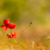 Buy canvas prints of Red poppies by Dirk Rüter