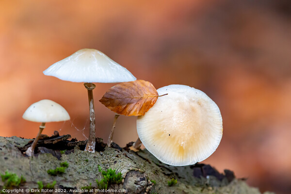 Porcelain fungus (Oudemansiella mucida) Picture Board by Dirk Rüter
