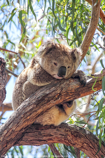 Koala (Phascolarctos cinereus) Picture Board by Dirk Rüter