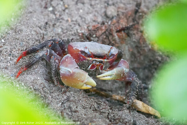Spider Crab (Neosarmatium meinerti) Picture Board by Dirk Rüter