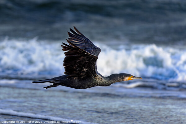 Great cormorant (Phalacrocorax carbo) Picture Board by Dirk Rüter