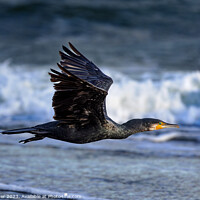 Buy canvas prints of Great cormorant (Phalacrocorax carbo) by Dirk Rüter
