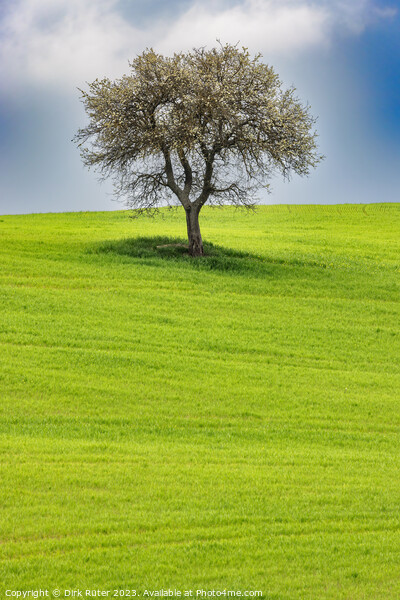 Solitary tree in Tuscany Picture Board by Dirk Rüter