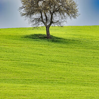 Buy canvas prints of Solitary tree in Tuscany by Dirk Rüter