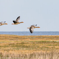 Buy canvas prints of Greylag geese (Anser anser) by Dirk Rüter