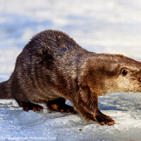 Buy canvas prints of Eurasian otter (Lutra lutra) by Dirk Rüter