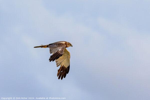 Western marsh harrier (Circus aeruginosus) Picture Board by Dirk Rüter