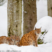 Buy canvas prints of Eurasian lynx (Lynx lynx) by Dirk Rüter