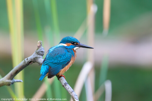 Eurasian kingfisher (Alcedo atthis) Picture Board by Dirk Rüter