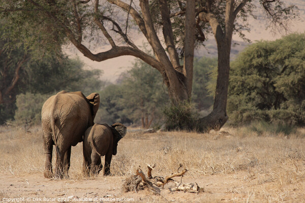 Desert Elephants in Namibia Picture Board by Dirk Rüter